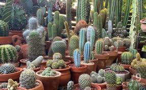Hábitos, Evolução dos Cactos Epífitos: Epifitismo