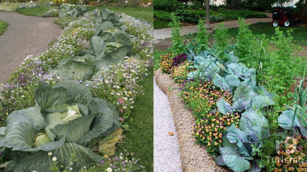 Jardim Comestível: Do Canteiro ao Prato