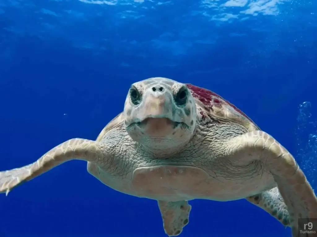 Curso de Biologia Marinha em Santos SP: Identificação Espécies