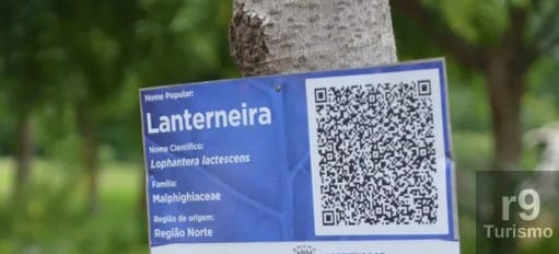 Santos SP as Árvores públicas podem ter placas de identificação