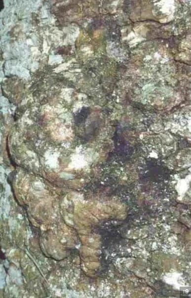 Eu vi um Gnomo! Uma História no Parque Estadual de Campos do Jordão