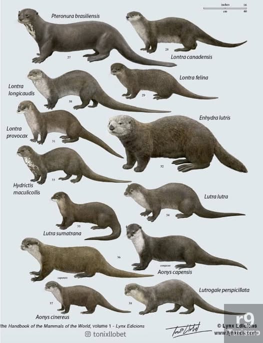 Lontras: As Fascinantes Guardiãs dos Rios e Mares