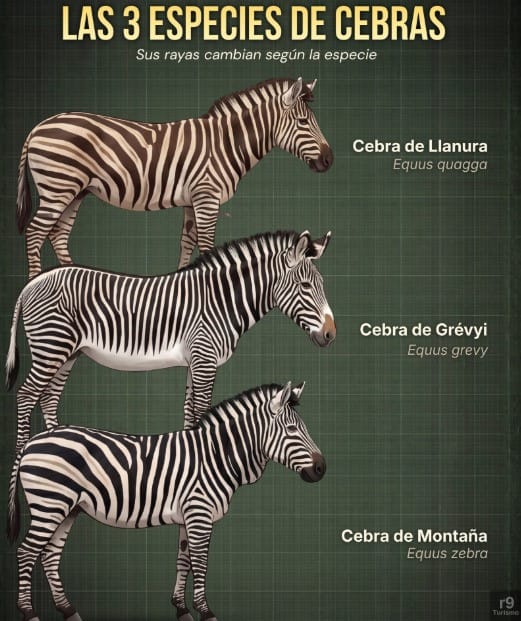 As 3 Espécies de Zebras: Conheça as Diferenças Entre Elas