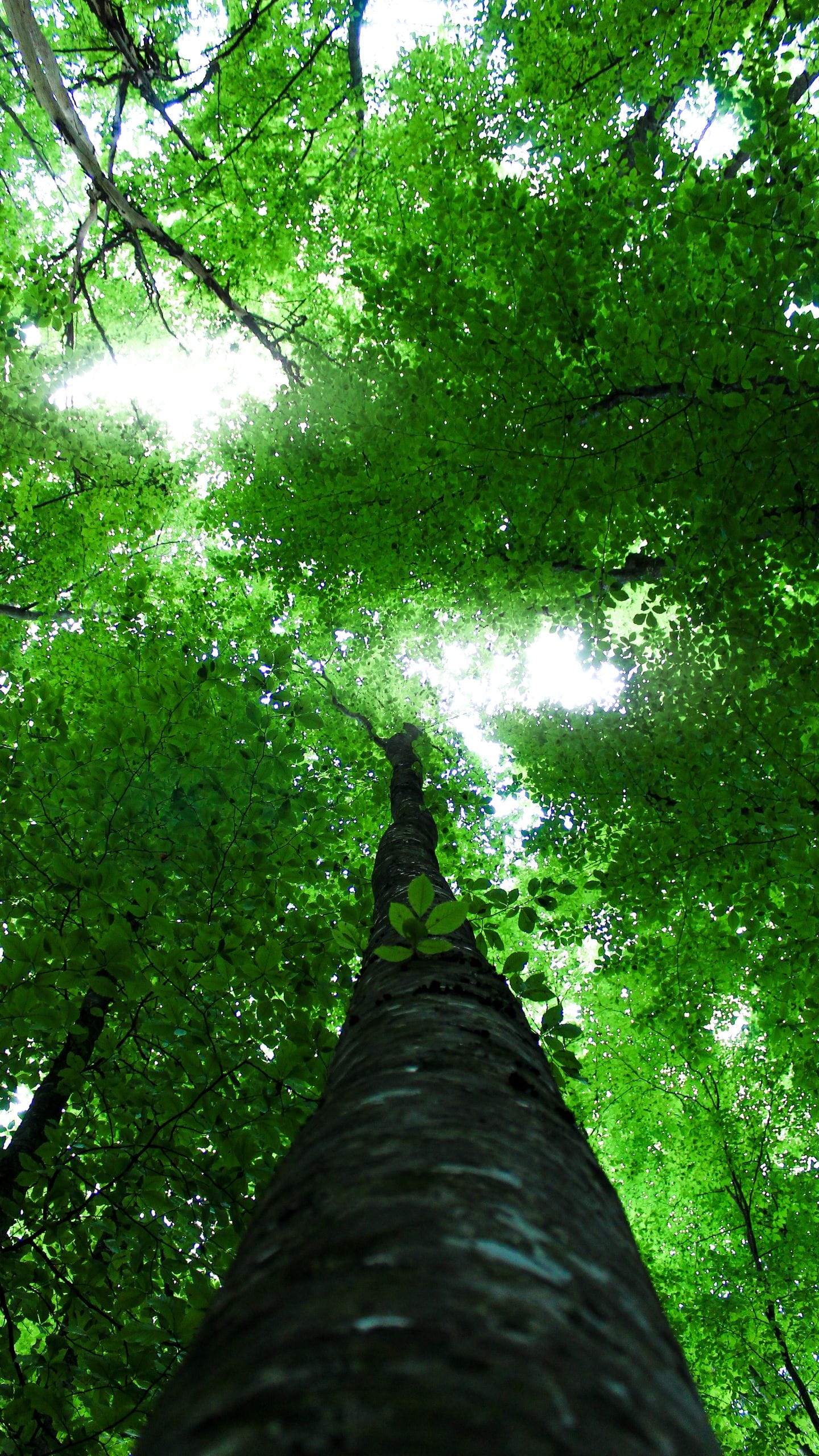 Low-angle shot of lush green tree canopy in forest with sunlight filtering through leaves.